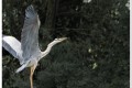 _mg_0804 01
